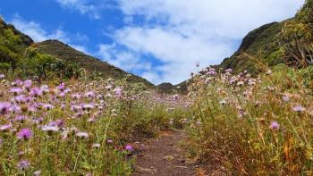 Milchfleckdistel (Galactites tomentosa)