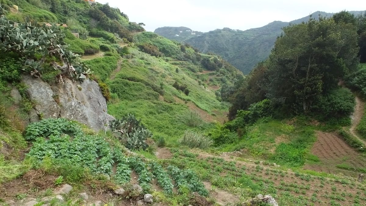 Kartoffelfeld in Las Carboneras, Start der Wanderung