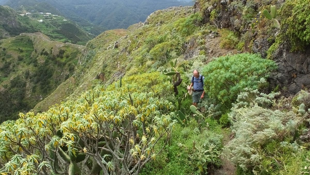 Weg duch Euphorbia lamarckii und Kanarischen Beifuß