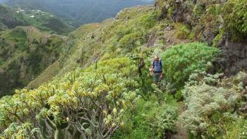 Weg duch Euphorbia lamarckii und Kanarischen Beifuß