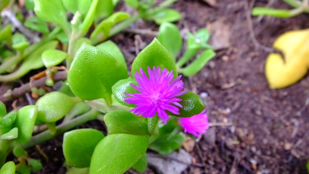 herzblättrige Mittagsblume (Aptenia cordifolia)