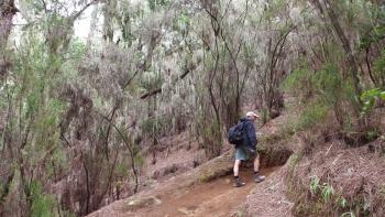 Wanderrunde durch den Nebelwald