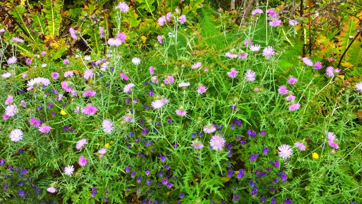 Milchfleckdistel (Galactites tomentosa)