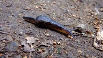 Plutonia lamarckii, endemisch und nur hier vorkommend