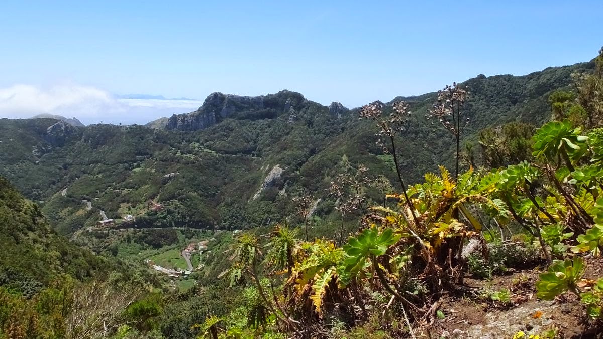 Gänsediesteln und Gran Canaria