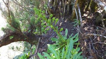 Aeonium canariense