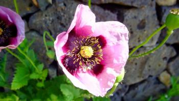 Borstiger Schlafmohn (Papaver setigerum)