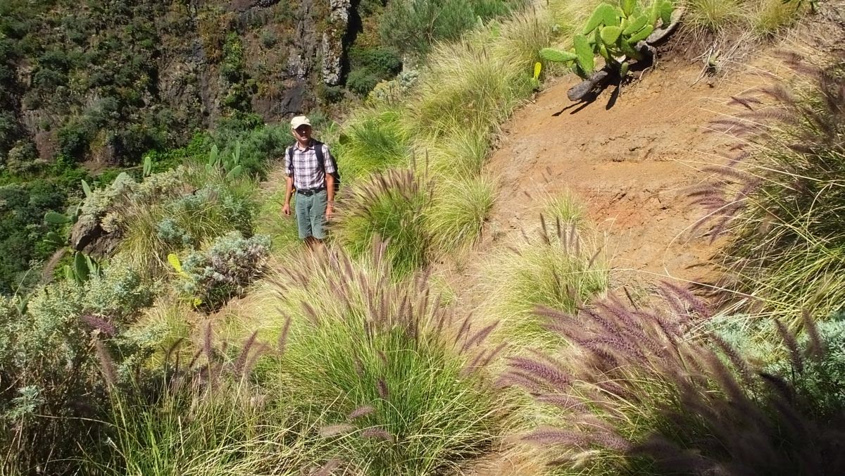 Borstiges Federborstengras (pennisetum setaceum)