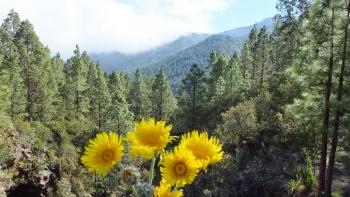 Kanaren-Gänsedistel (Sonchus canariensis)