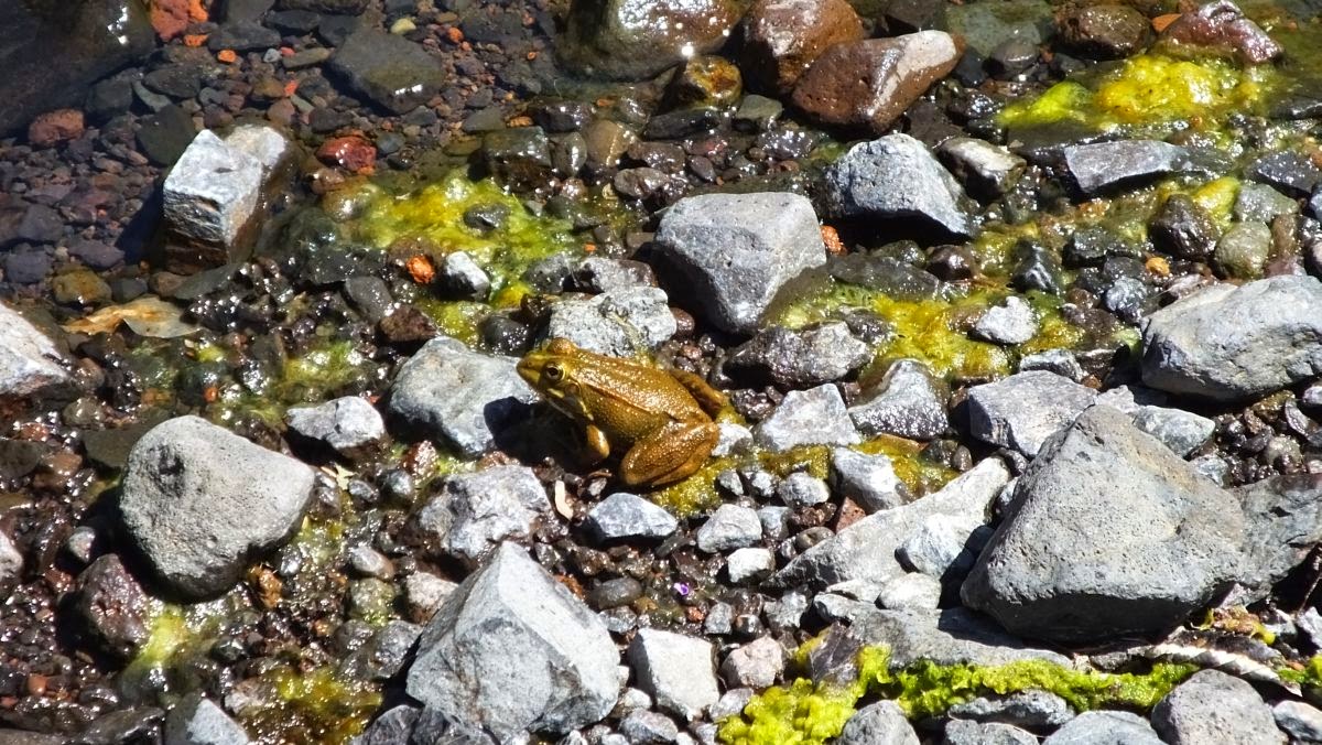 panischer Wasserfrosch (Rana perezi)