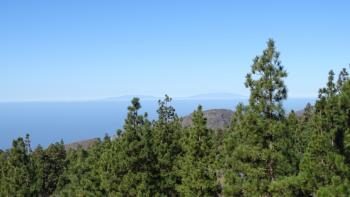 hinter den Kiefern kommt La Palma zum Vorschein