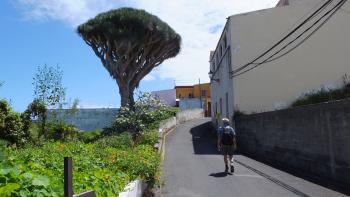 Drachenbaum in San Juan del Reparo