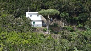 Haus mit großem Drachenbaum