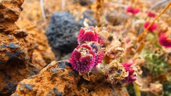 Kristall-Mittagsblume (Mesembryanthemum crystallinum)