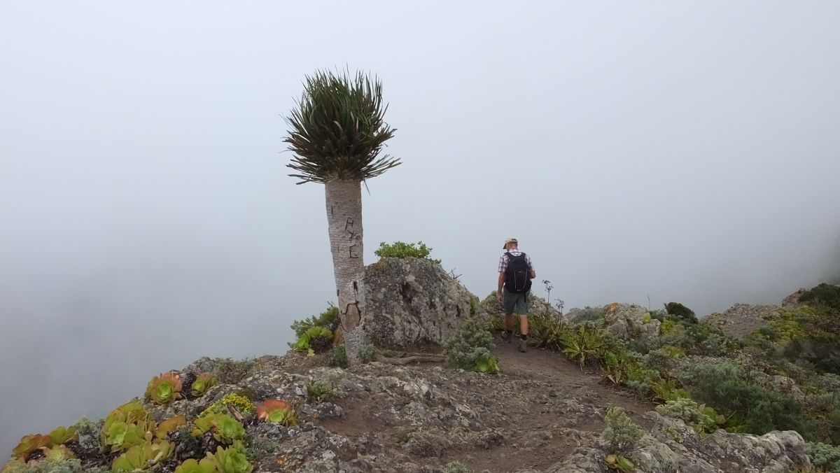 einsamer junger Drachenbaum auf dem Montaña de Tafada