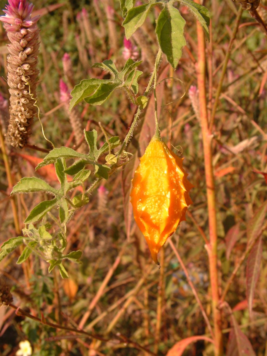 unbekannte Frucht