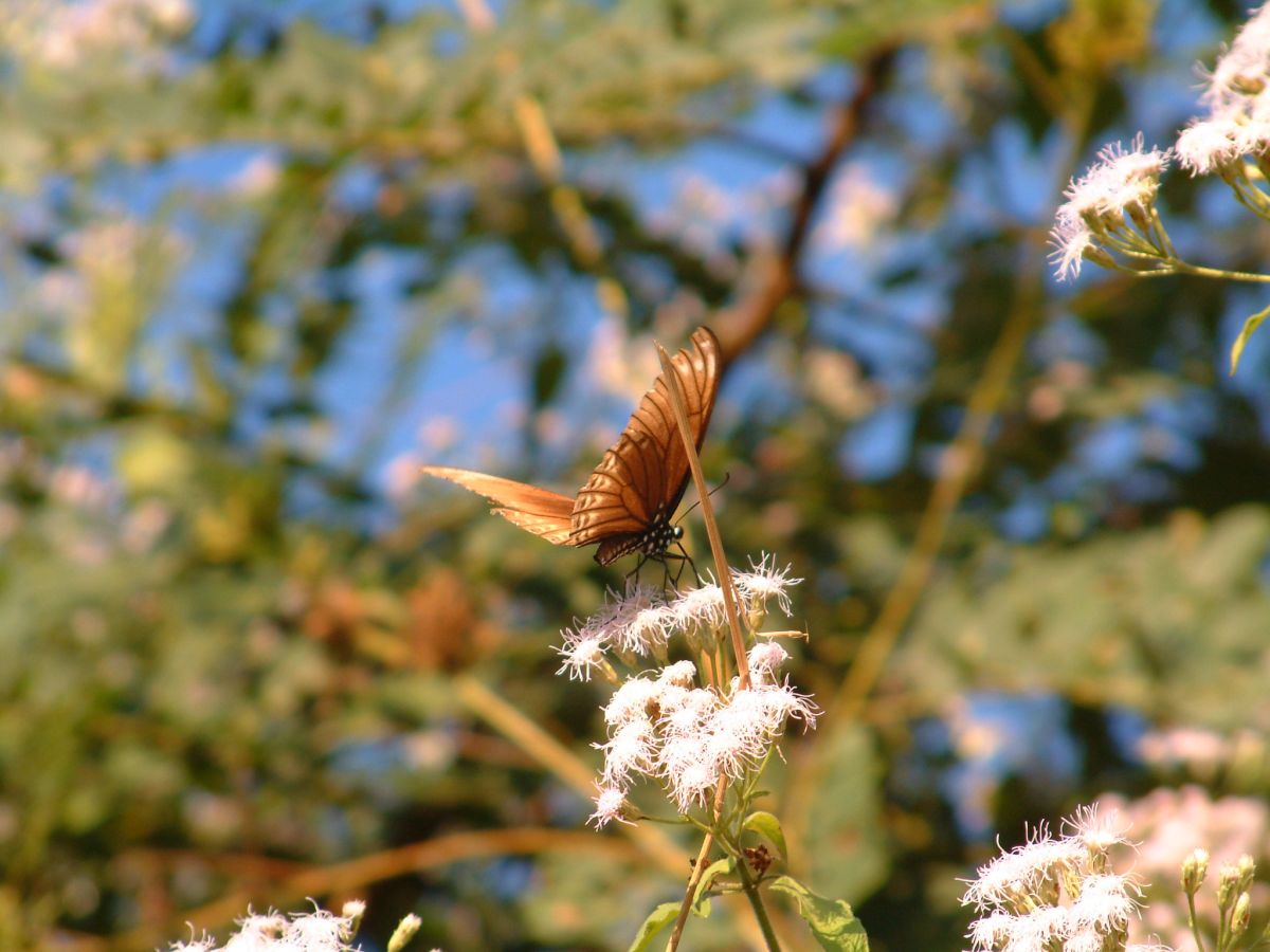 leuchtender Schmetterling