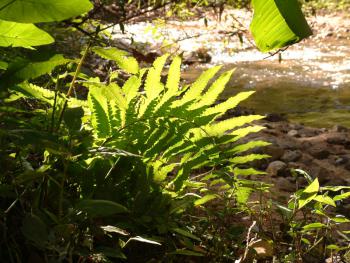 Farn in der Sonne