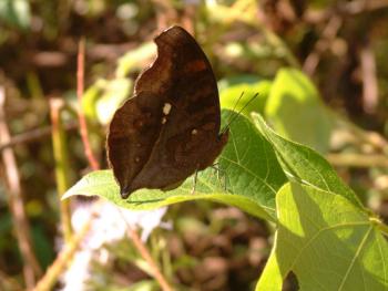 Schmetterling