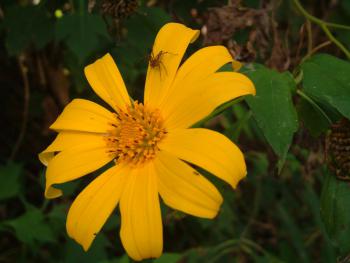 Blüte mit Spinne