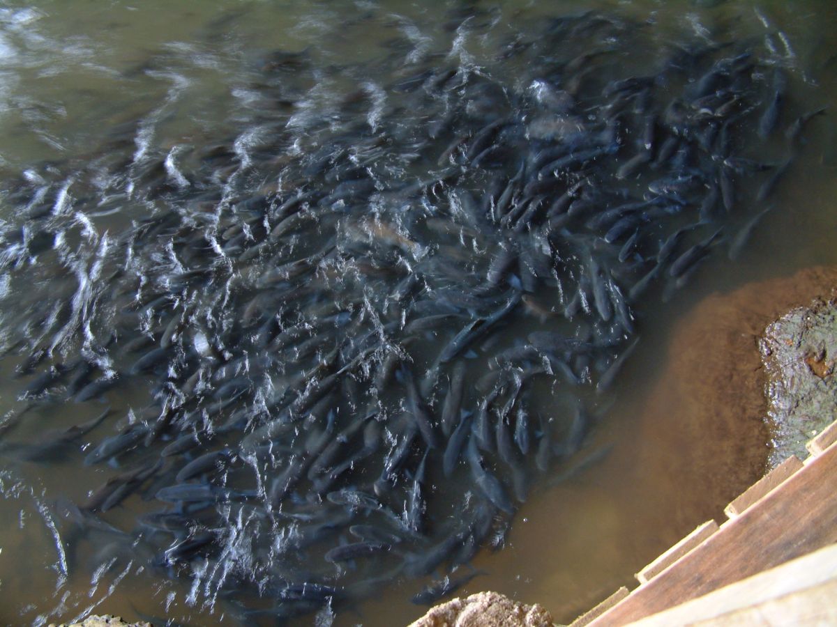 zu fütternde Fische in der Tham Lot Höhle