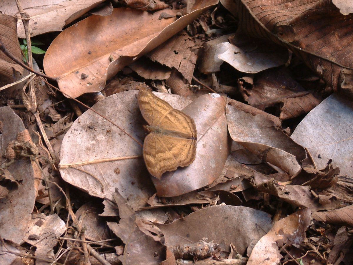 Schmetterling