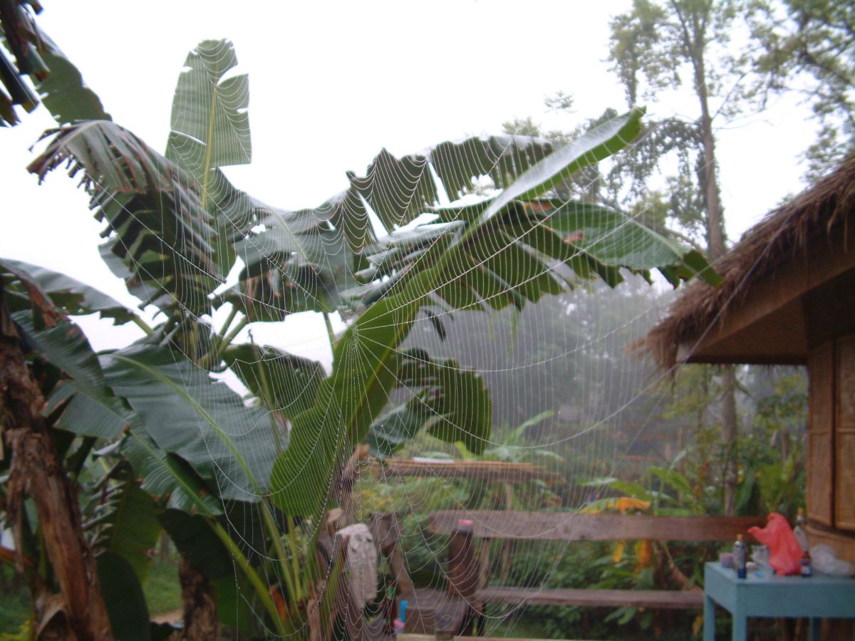 ein feuchter Morgen in Pai