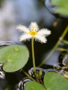 Wasserblume