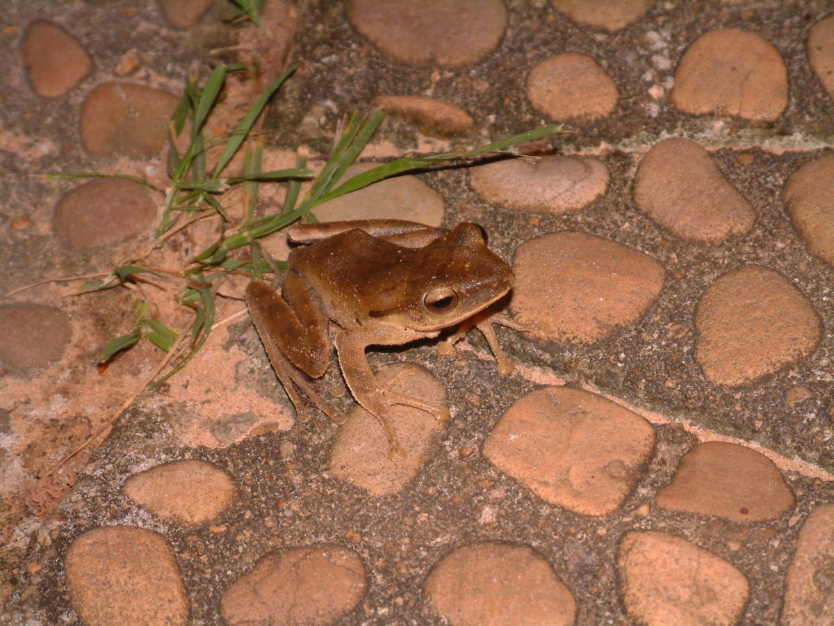 "unser" Badezimmerfrosch