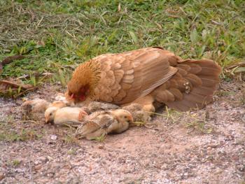 Henne mit Küken