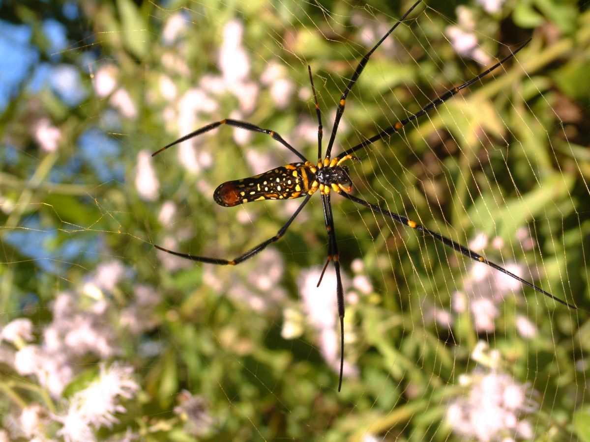 riesige Spinne im Netz
