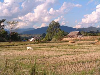 in den Reisfeldern