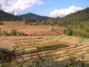 terrassierte Reisfelder