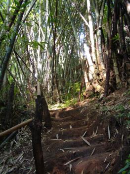 Waldweg durch Bambus