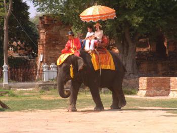 Elefant in Ayutthaya