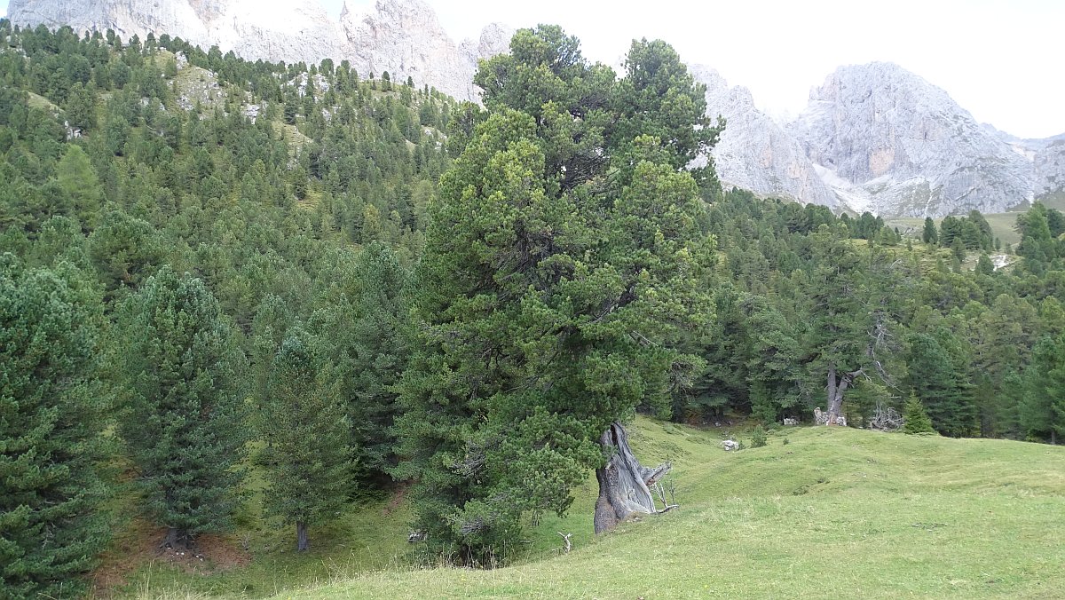 Alte Waldkiefer mit Cachefund