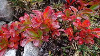 von Fern dachten wir es sind Blüten