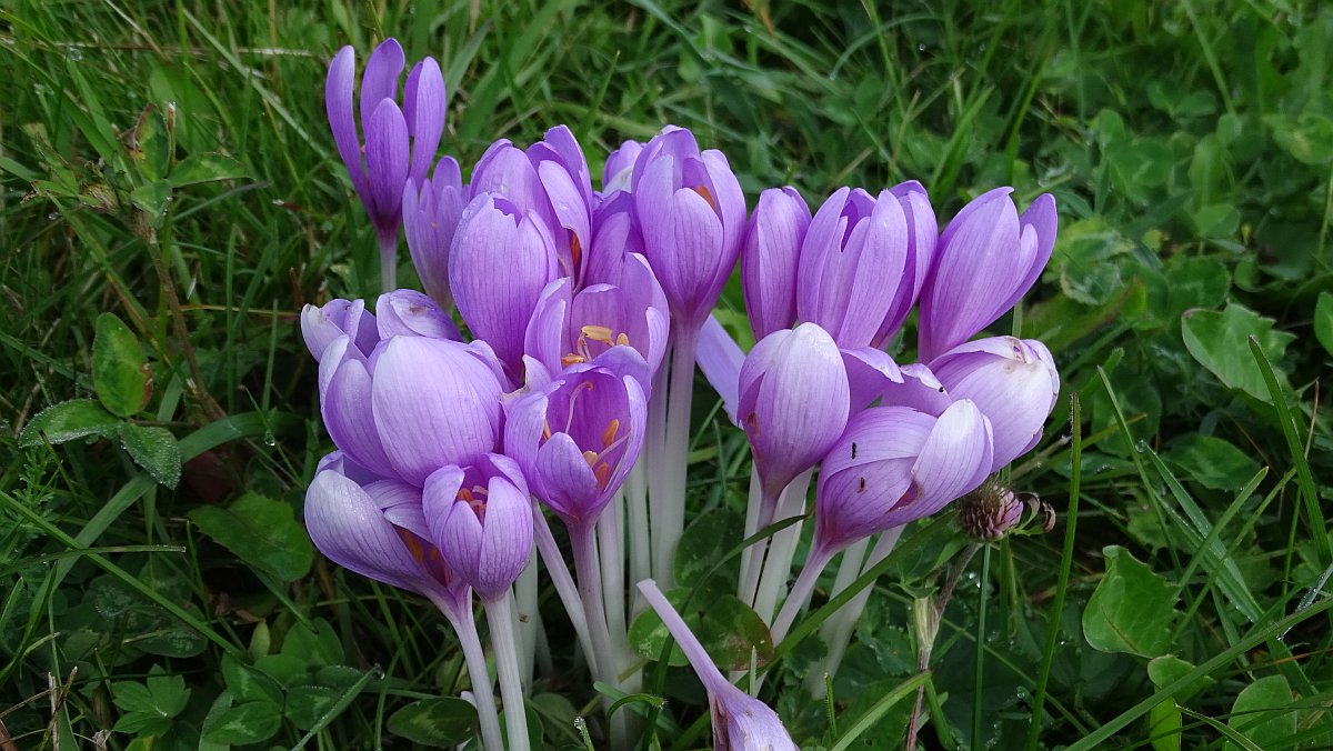 Herbstzeitlose (Colchicum autumnale), Giftpflanze des Jahres 2010