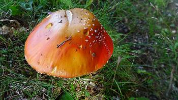 Fliegenpilz