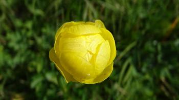 Trollblume (Trollius europaeus)