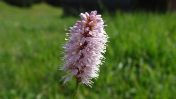 Schlangen-Knöterich (Persicaria bistorta)