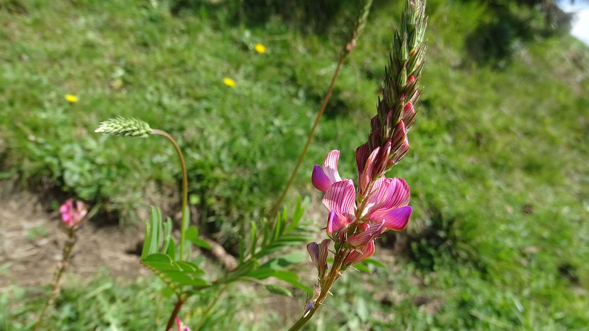 Berg-Esparsette (Onobrychis montana DC.)