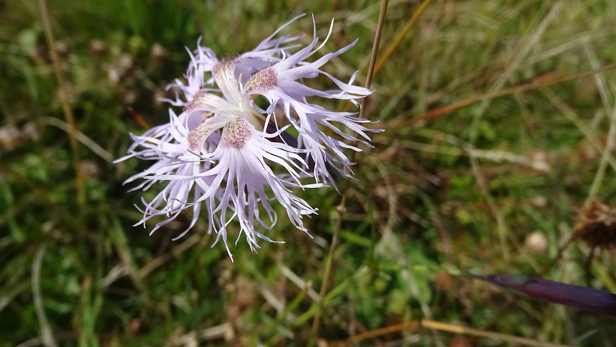 Prachtnelke (Dianthus superbus)