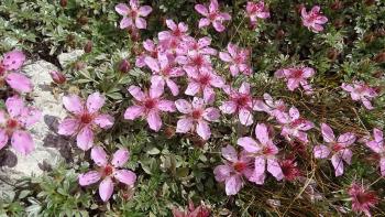 Stängellose Leimkraut (Silene acaulis) (?)