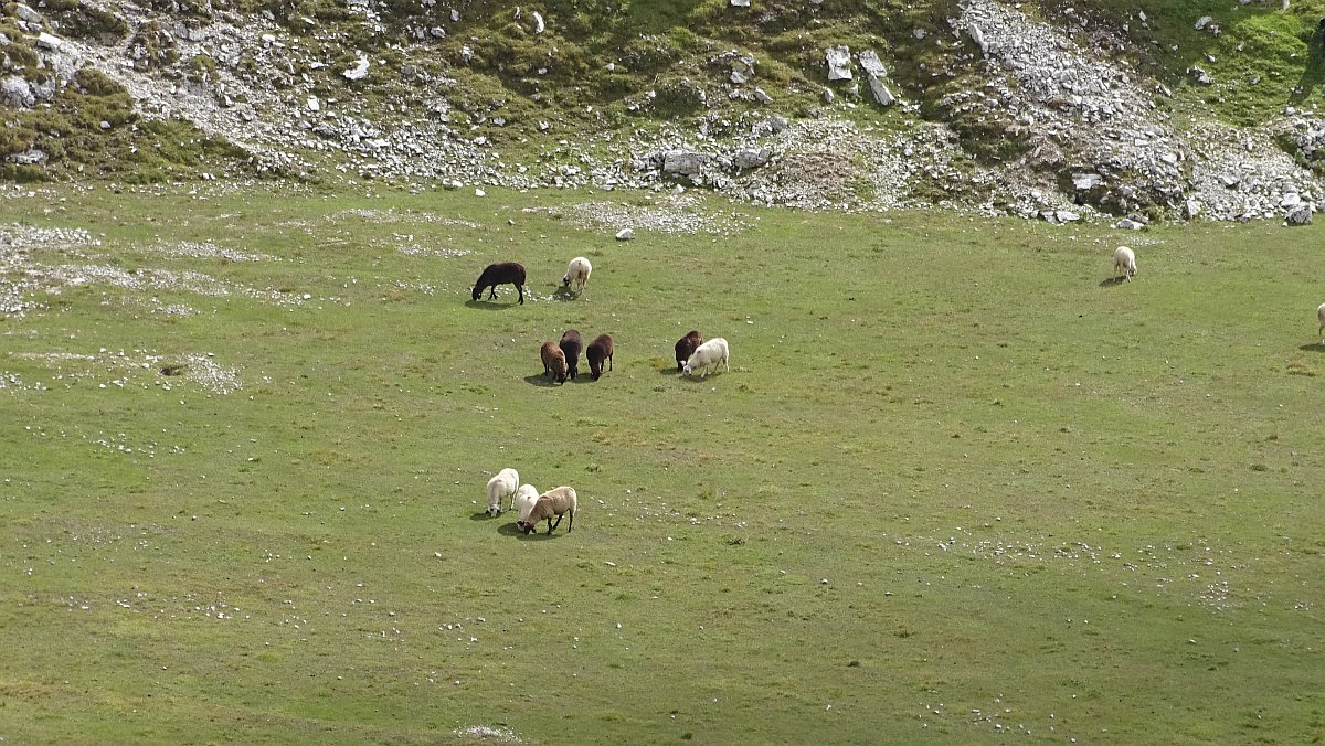 Schafe auf der Puez-Alm