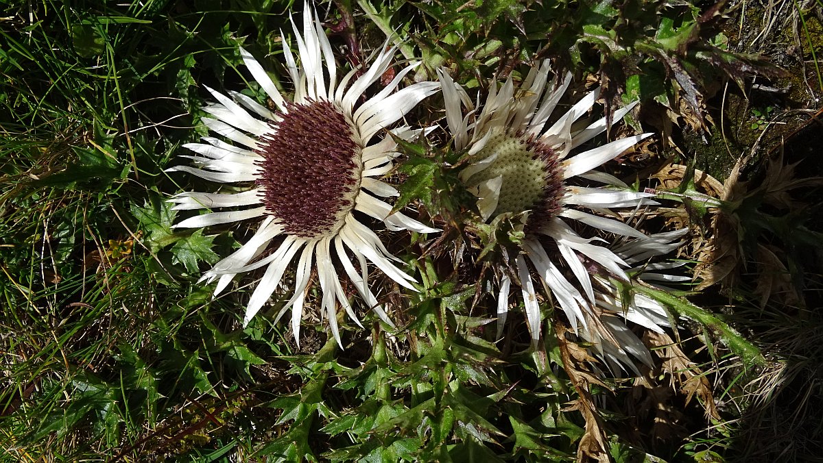 Silberdistel