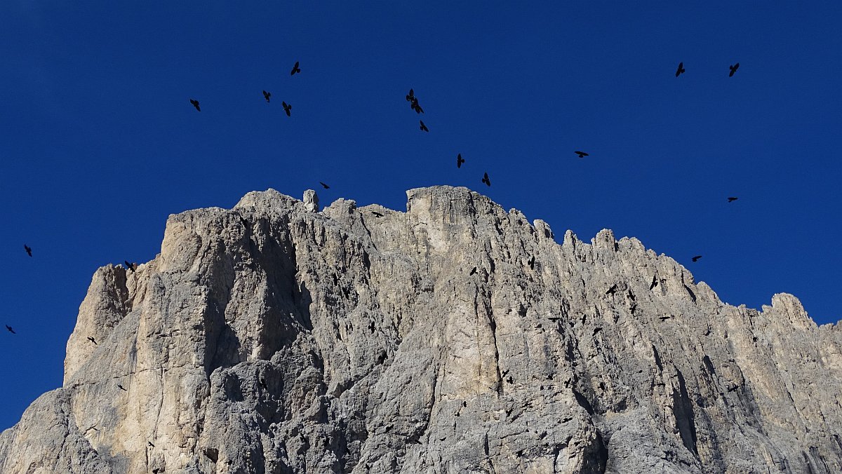 Dohlen am Langkofel