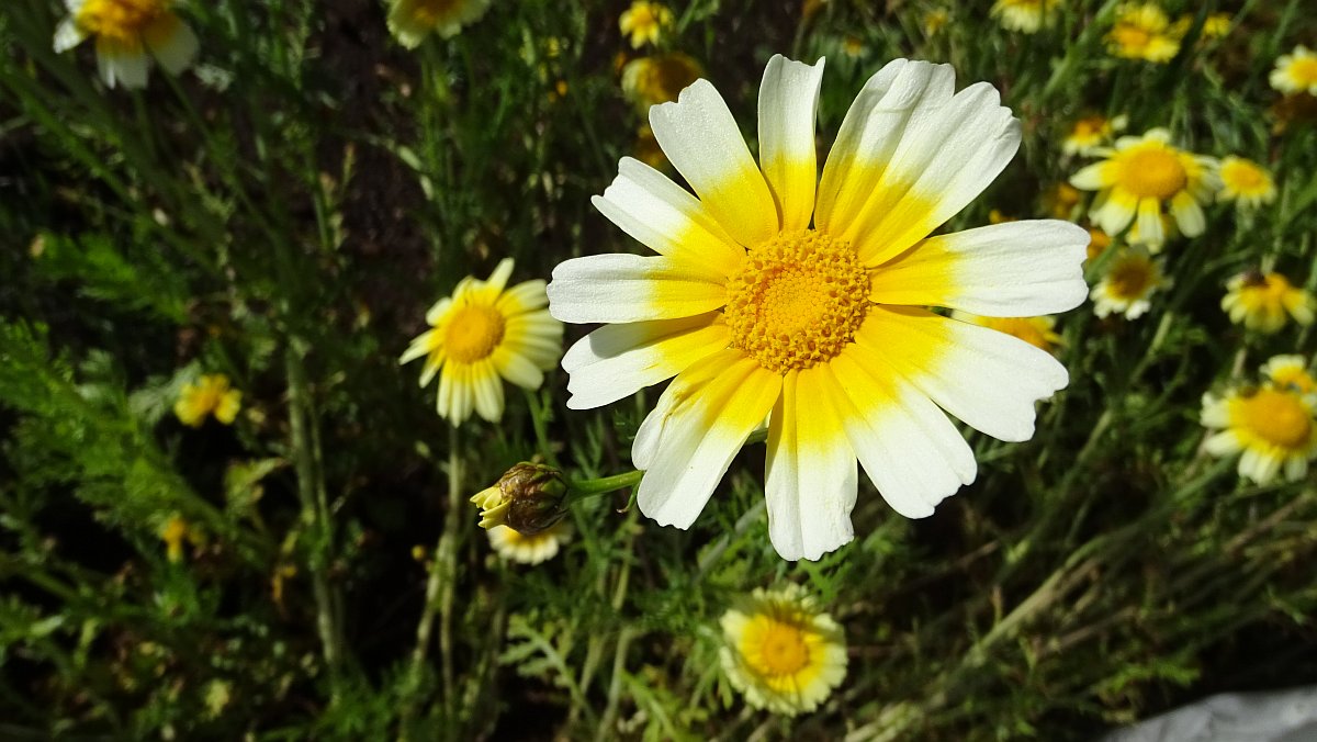 Goldblume (Glebonis coronaria)