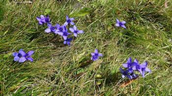 Fransenenzian (Gentianella ciliata)