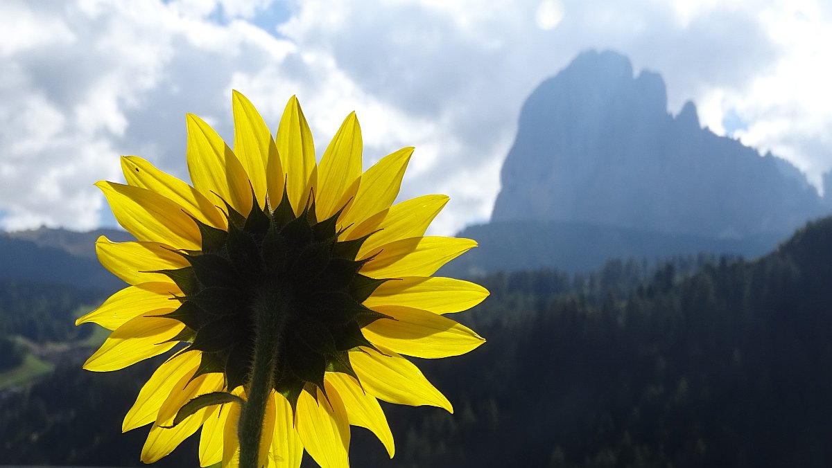 Sonnenblume vor Langkofel